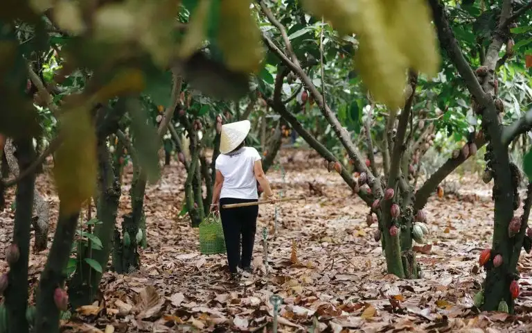Excursion to Cacao Park
