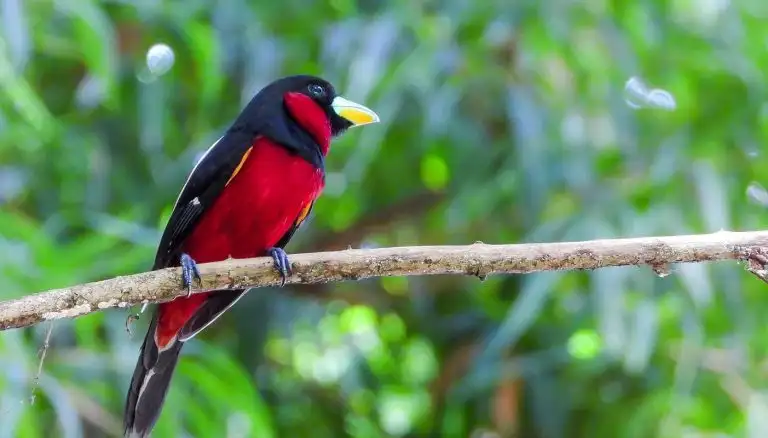 Vietnam Birding Expedition