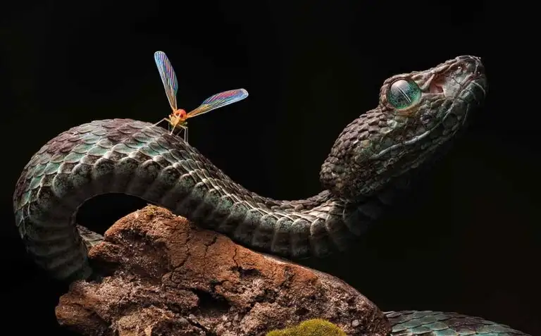 Vietnam Wildlife Through the Lens
