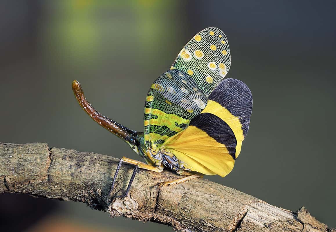 Vietnam Wildlife Through the Lens photo 1