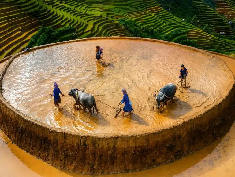 Sapa