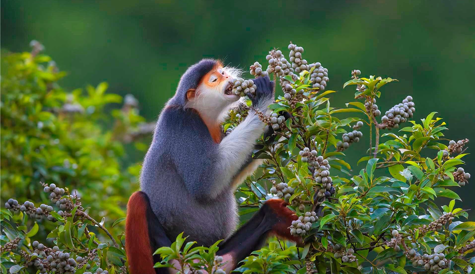 Vietnam Birding Tour